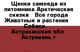 Щенки самоеда из питомника Арктическая сказка - Все города Животные и растения » Собаки   . Астраханская обл.,Астрахань г.